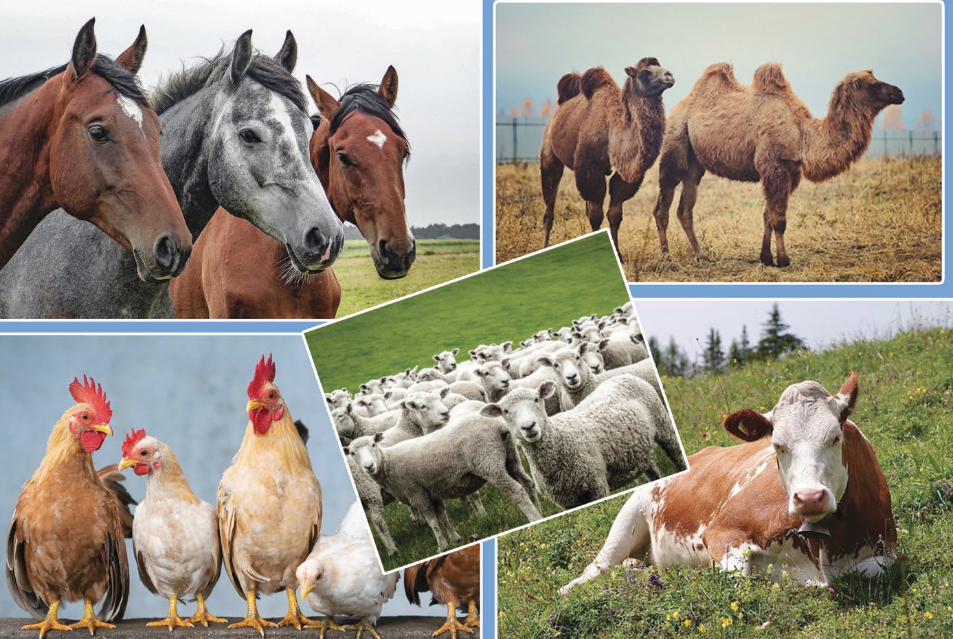 Túrkistanda mal sharýashylyǵyna bólingen aqsha urlanǵan