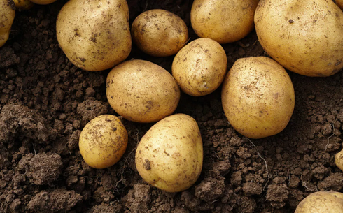 Kartopty úshinshi elderge áketý 6 aıǵa shekteldi - AShM