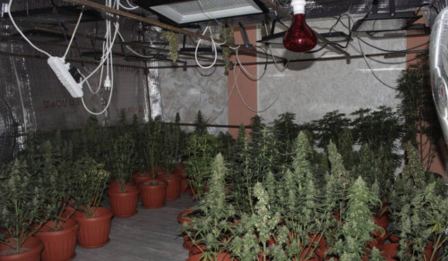 Qyzylordada polısııa úıinde qarasora ósirgen turǵyndy ustady