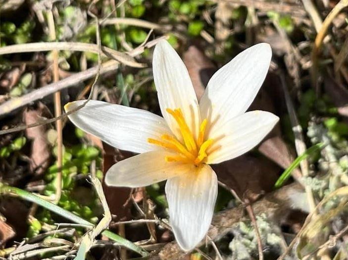 Qarataýda báısheshek gúldeı bastady