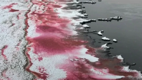 Kaspıı sýy nege qyzyl túske boıaldy