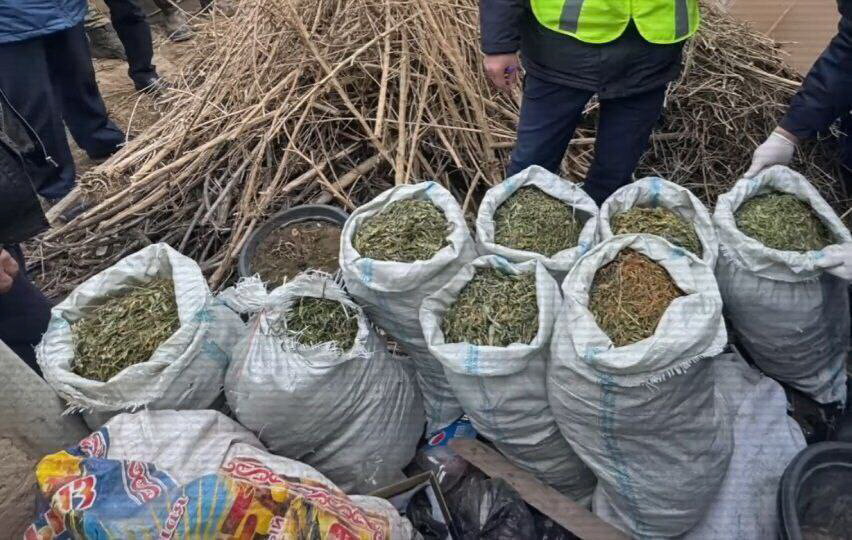 400 kıloǵa jýyq esirtki tárkilendi