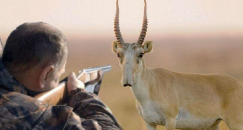 Batystaǵy úsh oblysta brakonerlerge 21,5 mln teńge aıyppul salyndy