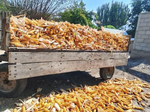 Almaty oblysy 270 myń tonna júgeri jınady