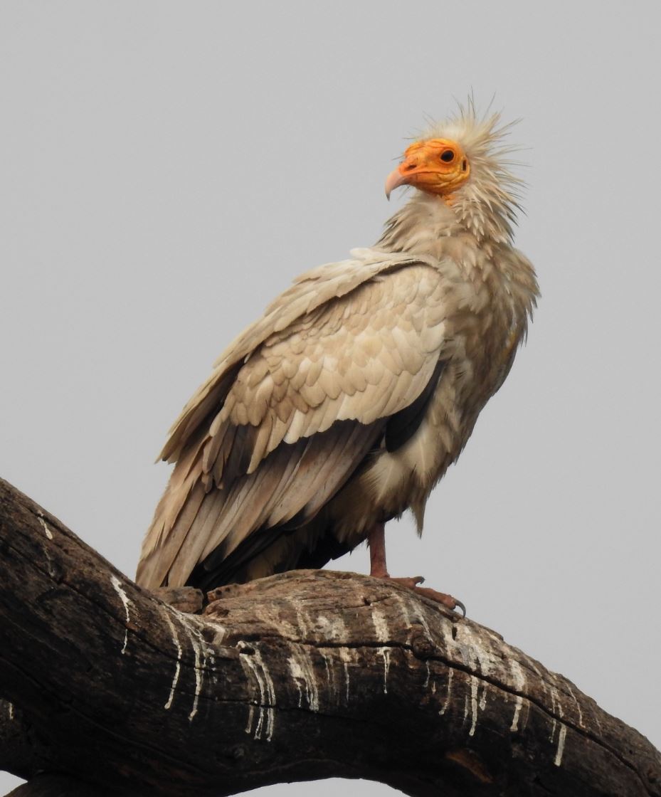 Taǵy bir jyl qusy qosyldy