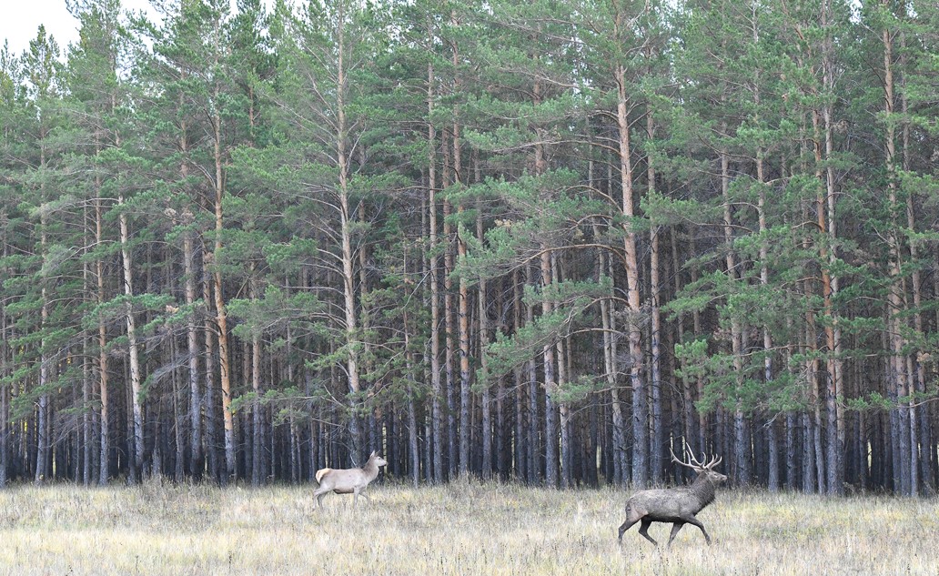 Ormanshylar múddesi eskerilse ıgi