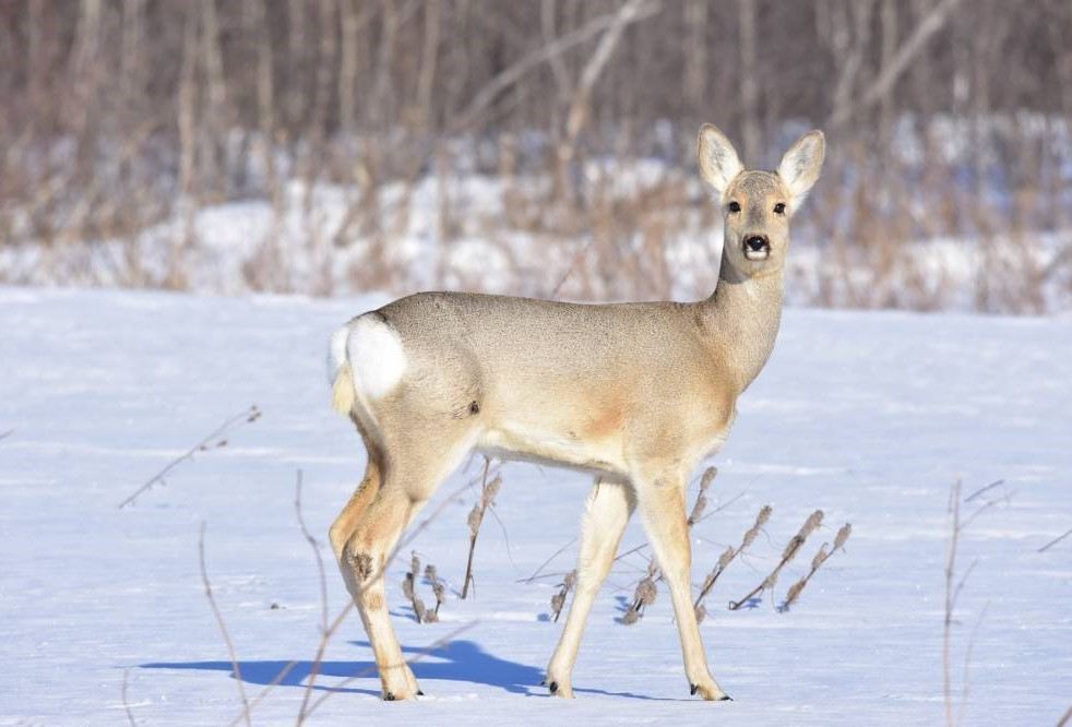 SQO-da zańsyz elik aýlaǵandar qolǵa tústi