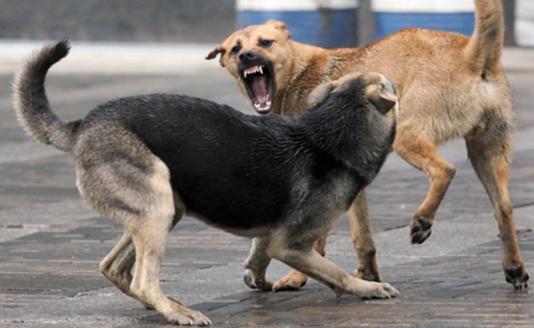 Buralqy ıtter malǵa shaýyp jatyr