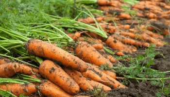 Pavlodarlyq fermerler sábizderin sata almaı otyr