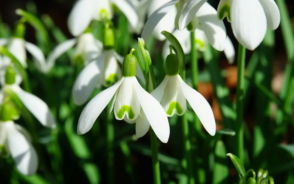 Shymkentte báısheshek gúldedi