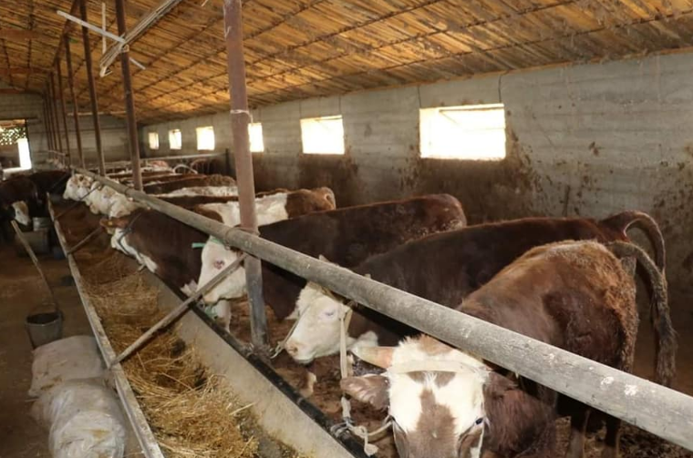 Mal bordaqylaýdyń bolashaǵy