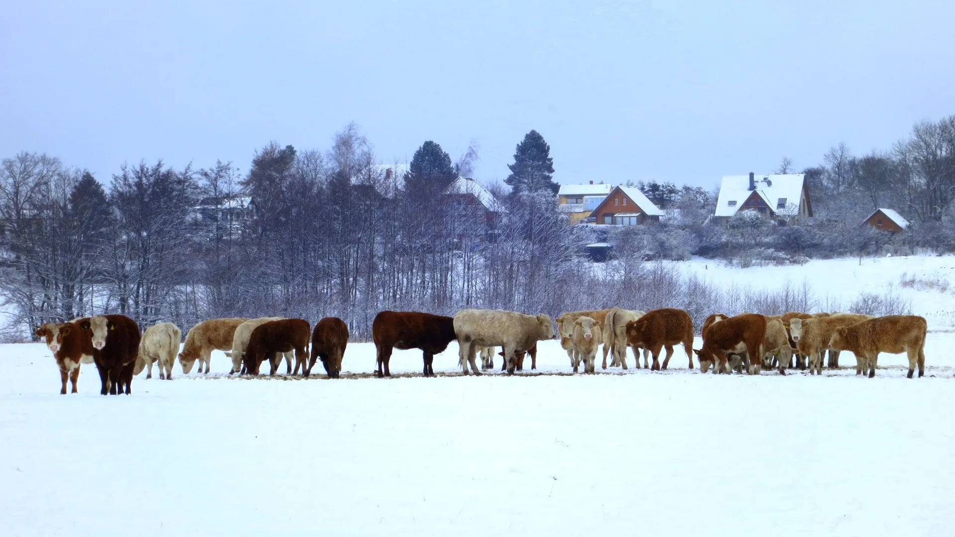 Atyraýda múıizdi iri qaradan qotyr shyqty