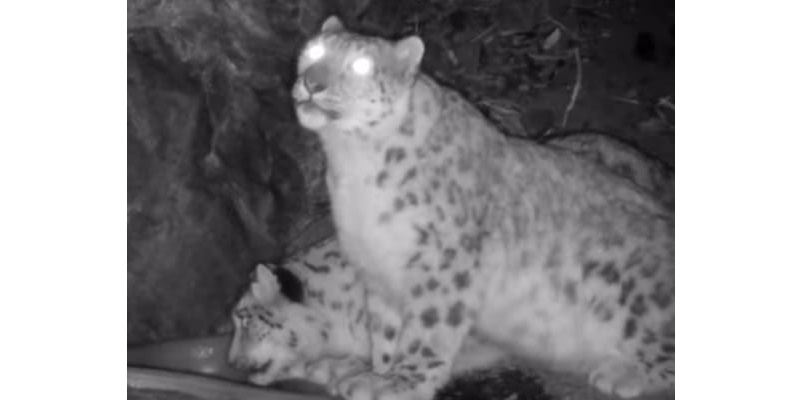 Altyn-Emelde qar barysy tirkeldi