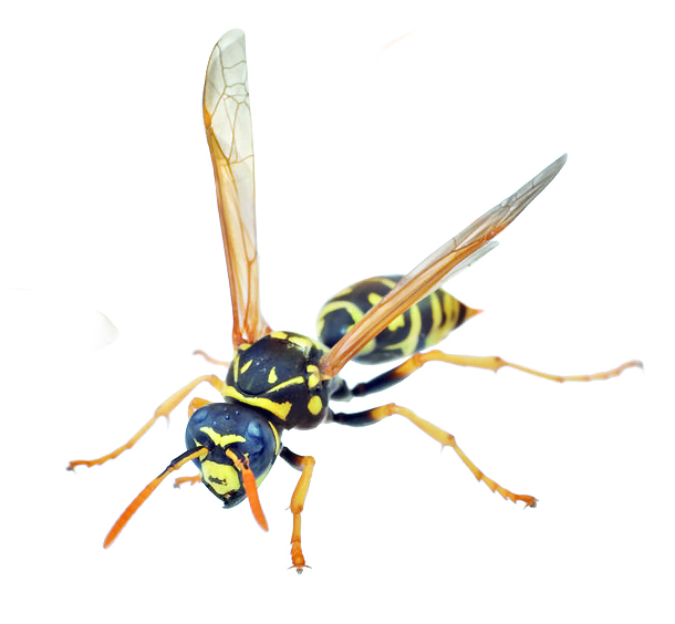 Araq ishse, ara da ońbaıdy