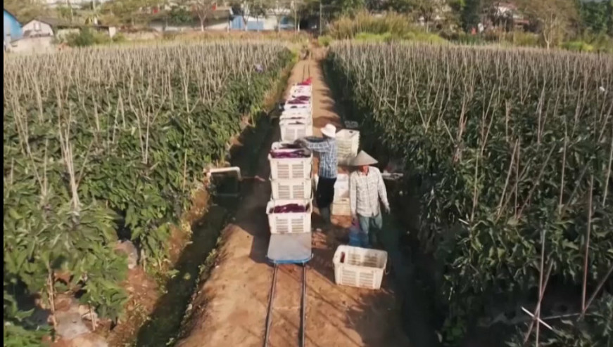 Qytaılar egis alqabynda júretin agropoıyz jasap shyǵardy