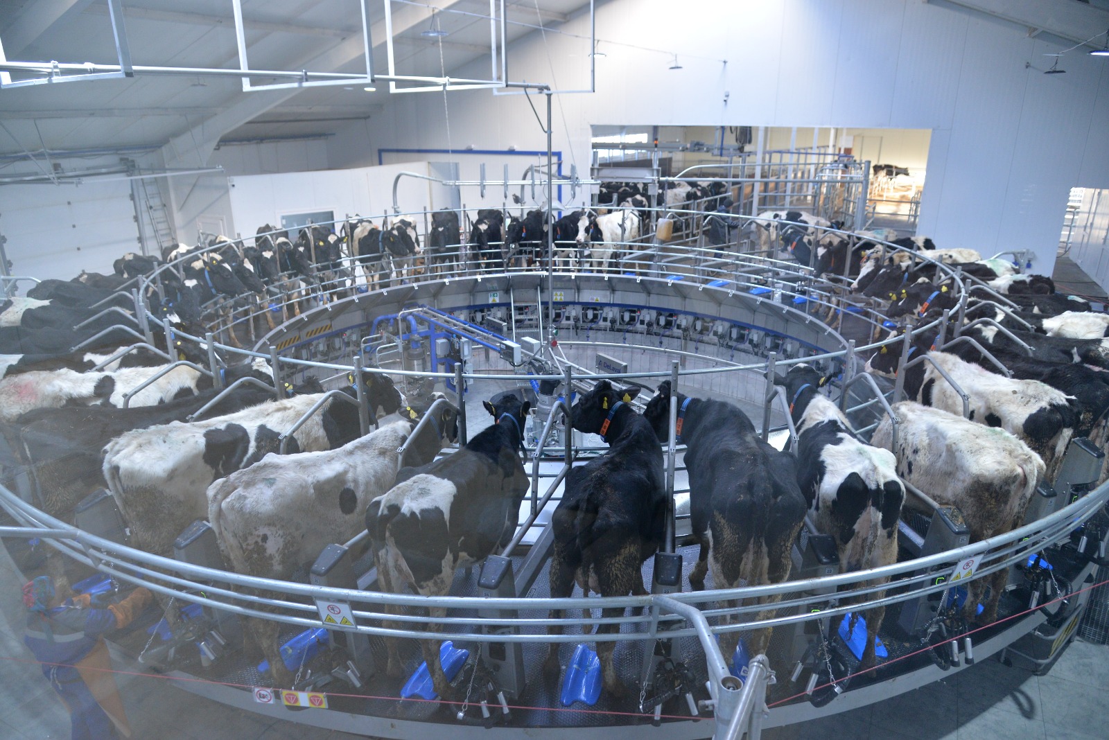 Sapaly sút óndirýdiń syry