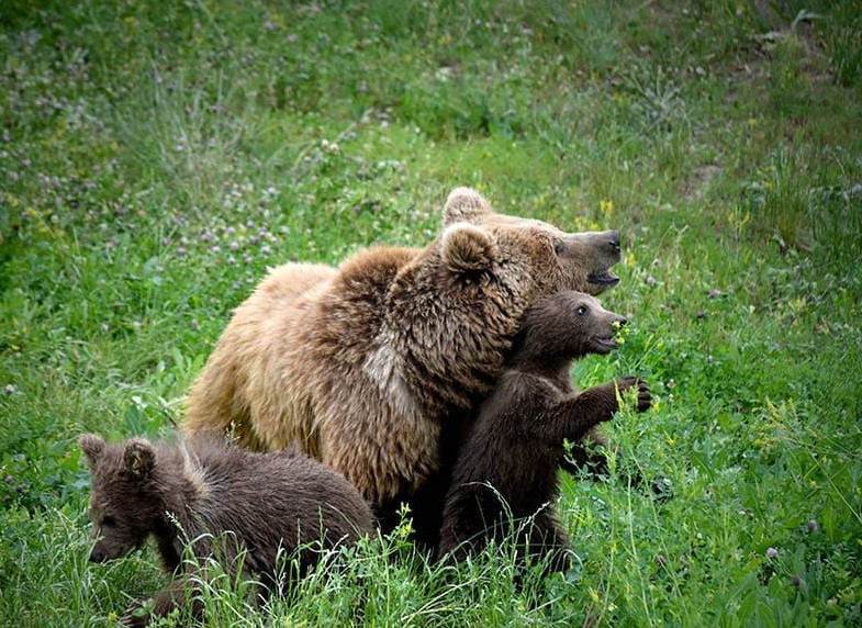 Almatydaǵy haıýanattar baǵy jańa rekord ornatty