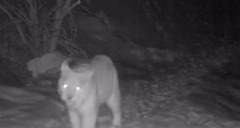 Sırek kezdesetin janýarlar fototuzaqqa ilindi