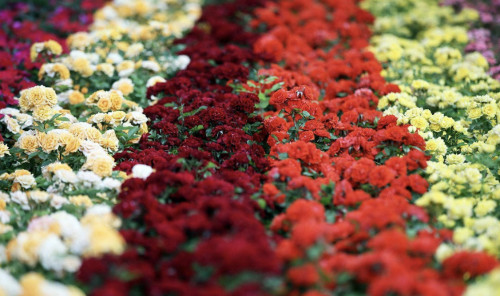 Qazaqstanǵa gúl qaı elderden jetkiziledi