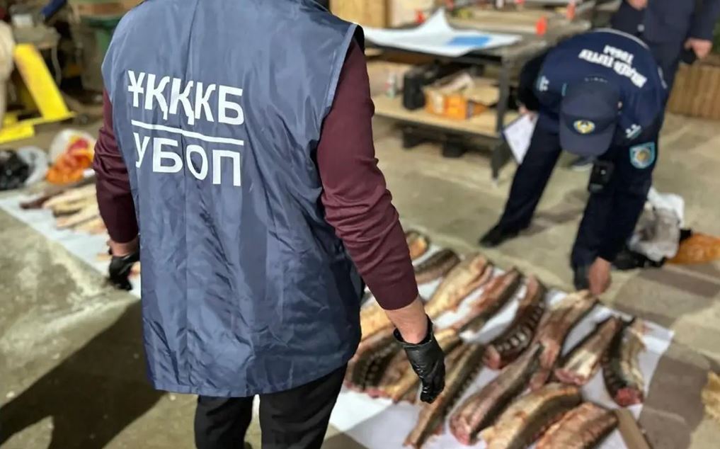 Atyraýda bekire ýyldyryǵyn tasymaldaǵan kúdikti ustaldy