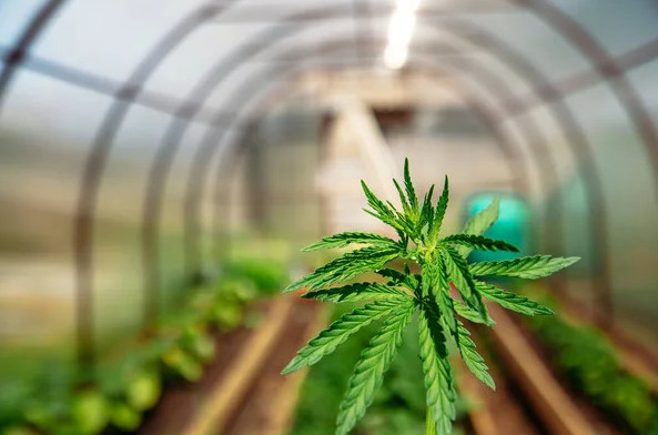 10 sotyq jerge qarasora ósirgender ustaldy