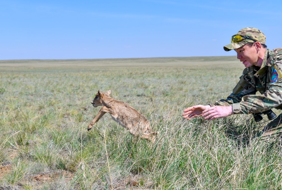 Ulan-ǵaıyr dalaǵa kıik syımaı barady...