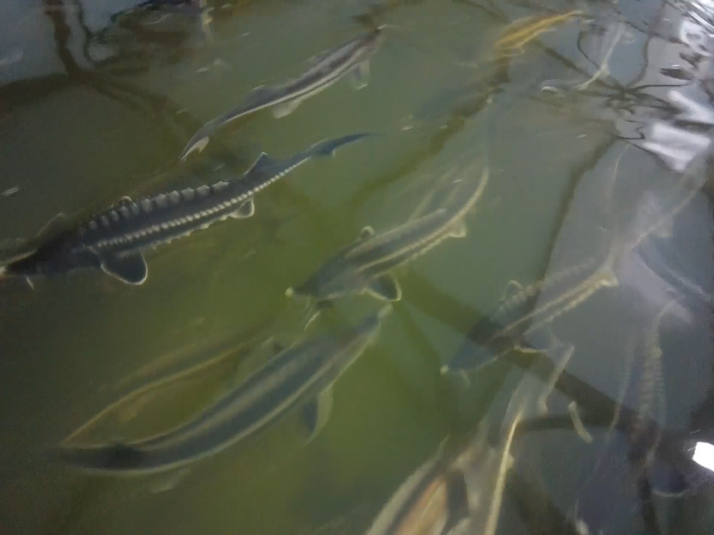 Balyq sharýashylyǵynyń áleýeti qandaı?