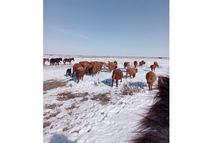 Qostanaı oblysynda tórt túlikti evakýasııalaý júrip jatyr