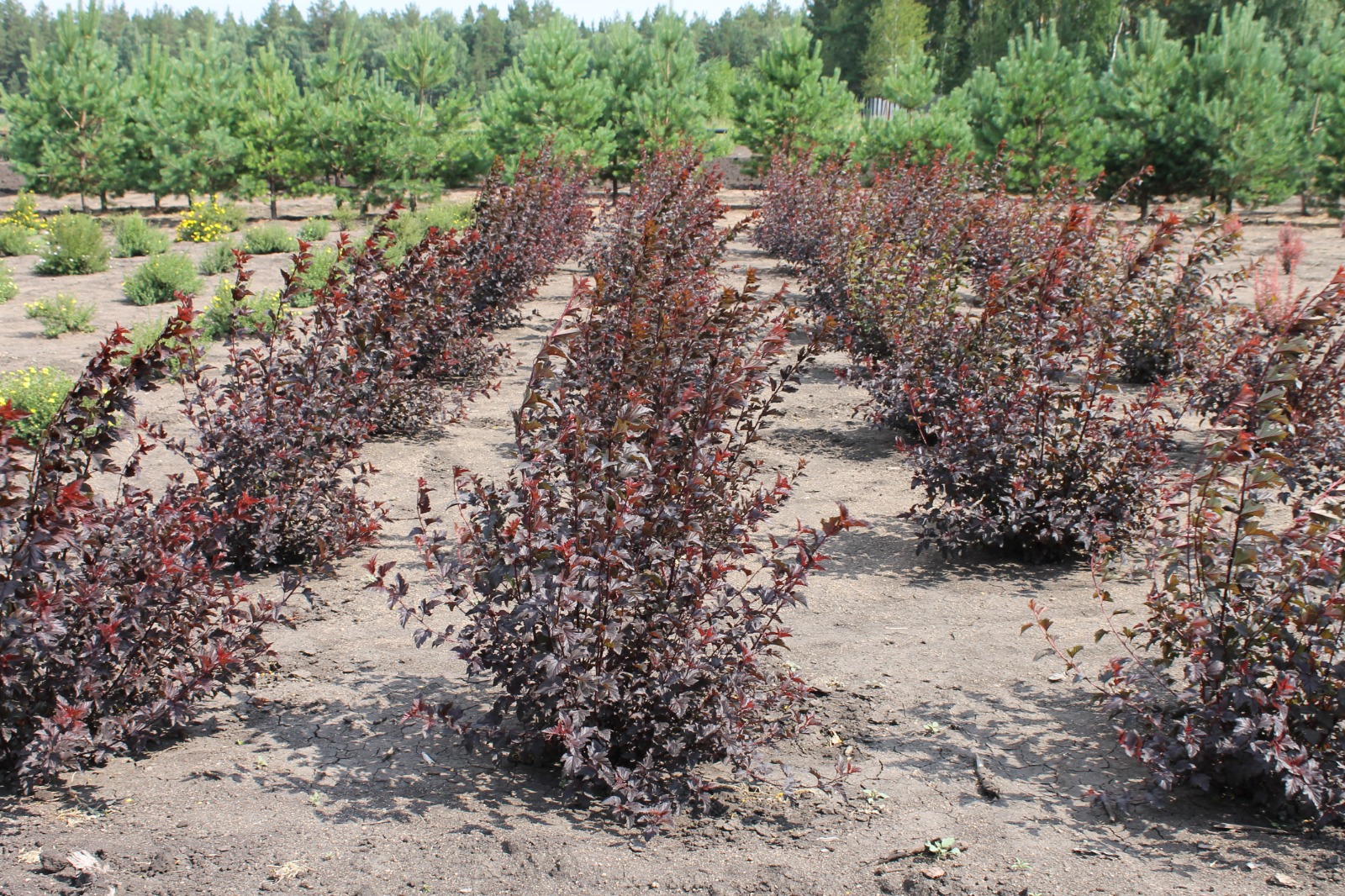 Aǵash egýge daıyndyq