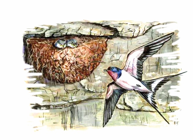 Qarlyǵashtyń uıasy