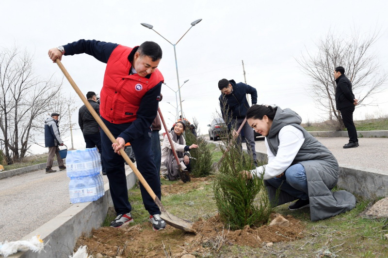 1205 túp aǵash ekti