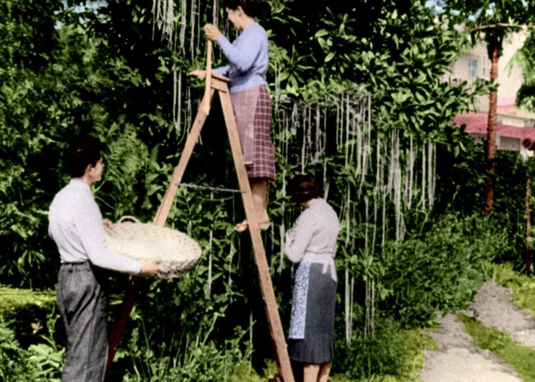 Shveısarııadaǵy «makaron aǵashy»