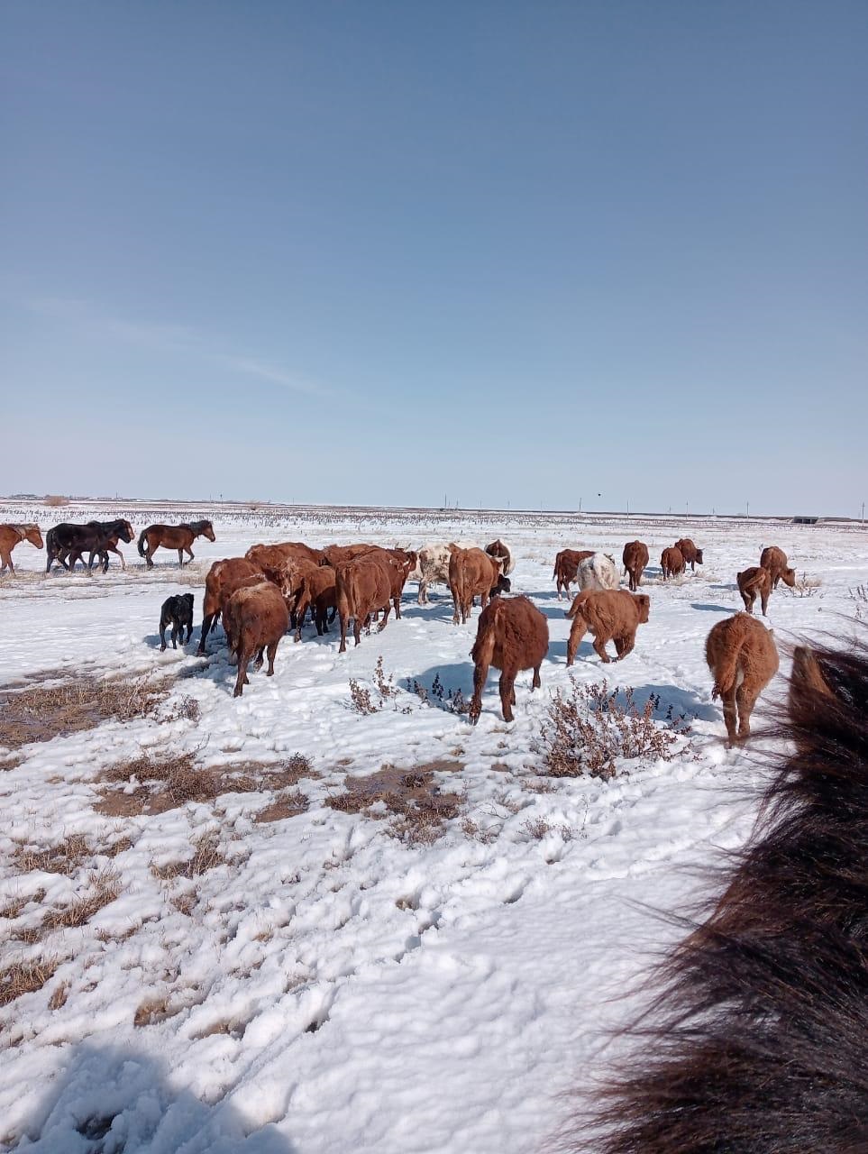 Mal amandyǵyna mán bersek