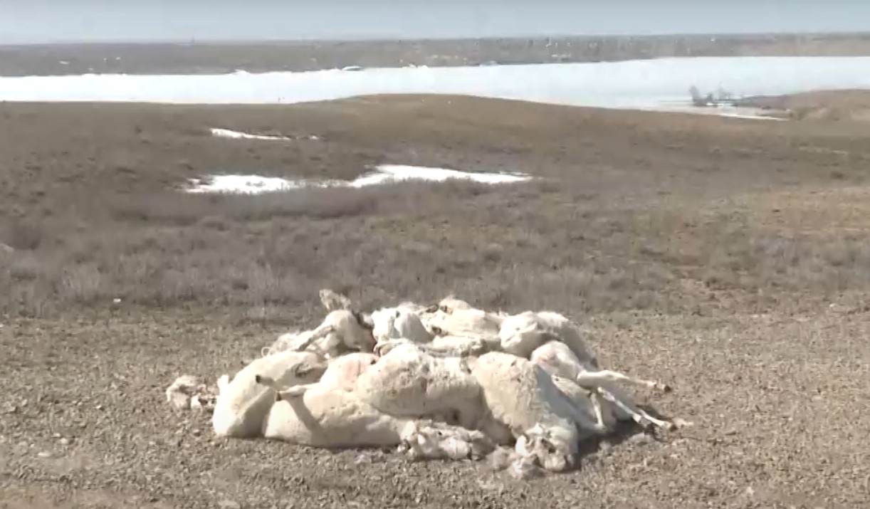 Kıik ólekseleri joıylady