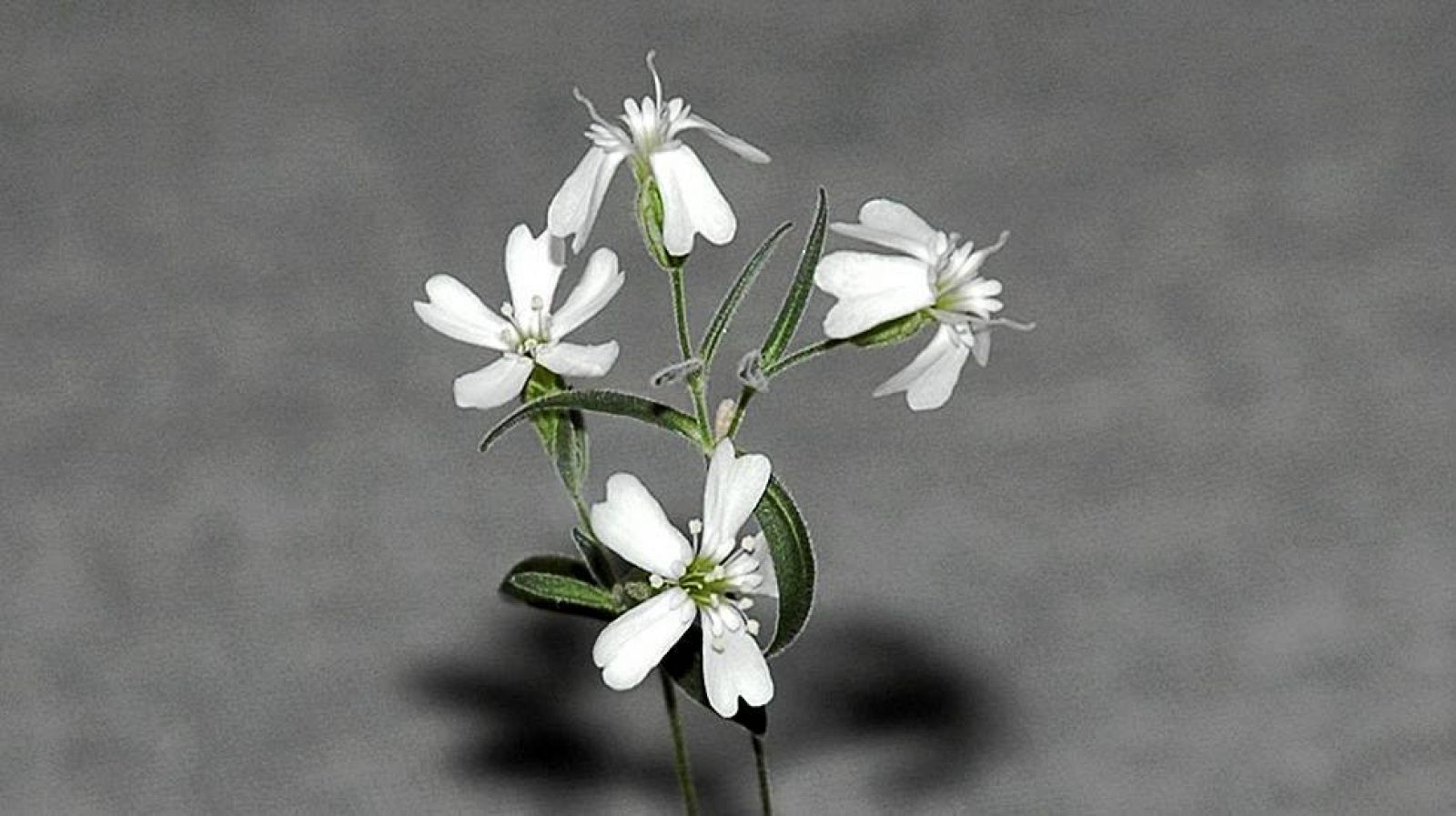 2000 jyldan keıin gúl jarǵan