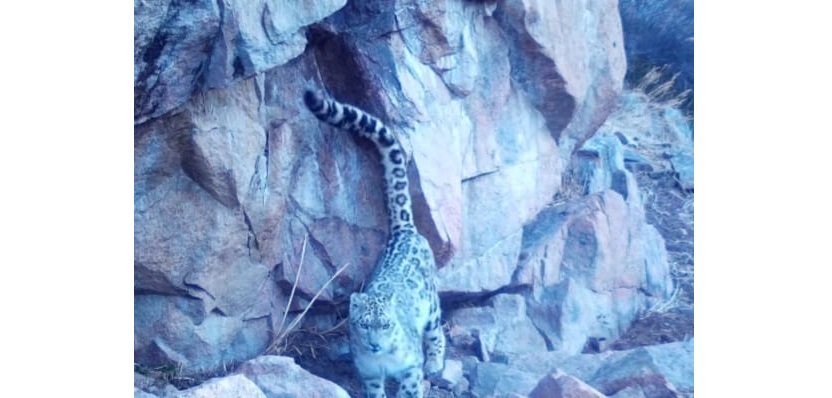 Qar barysy fototuzaqqa kezekti ret ilingen