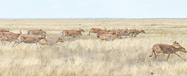 Kıik neden qyryldy?
