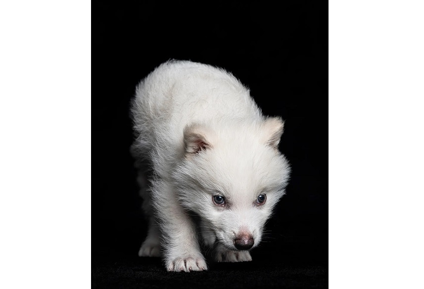 Qaıta oralǵan bóltirik