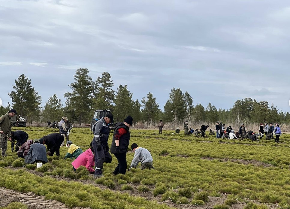 «Ertis ormany» rezervatynda 12 mln-nan astam qaraǵaı egiledi