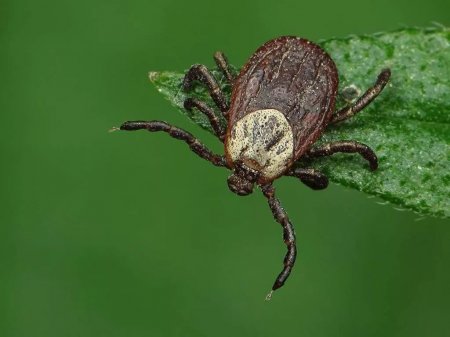 Almatyda kenemen kúres maýsymy bastaldy