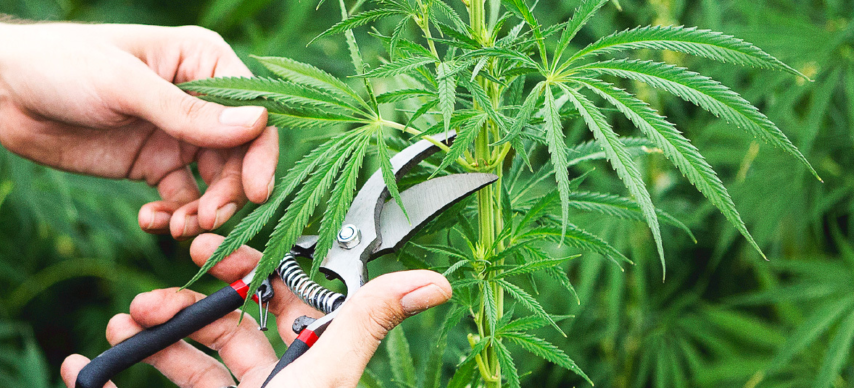 Pavlodar oblysynda úıinde qarasora ósirgen azamat ustaldy