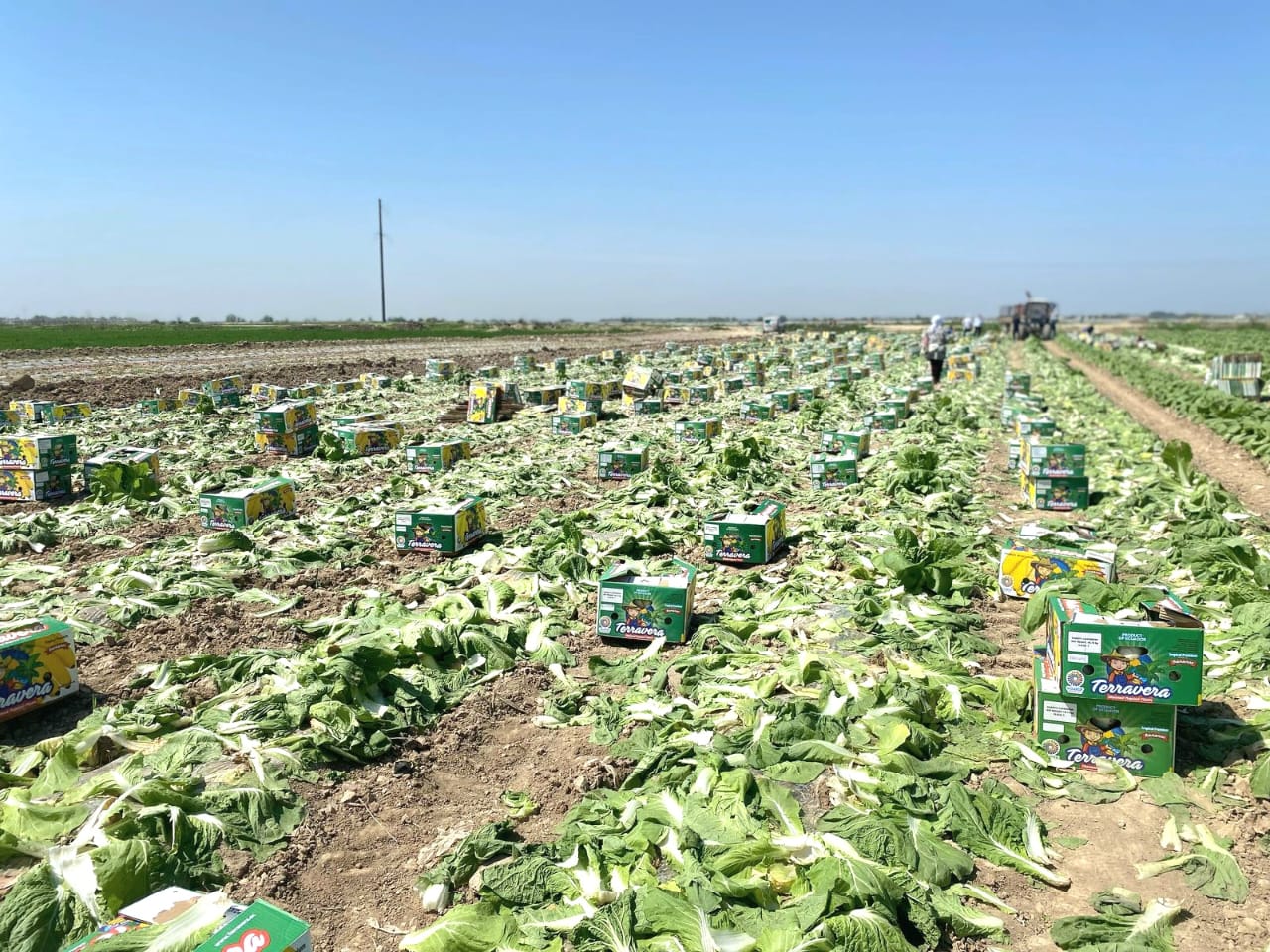 Jetisaıdyń qyryqqabaty Reseı, Belorýs, Eýropa elderine eksporttalady