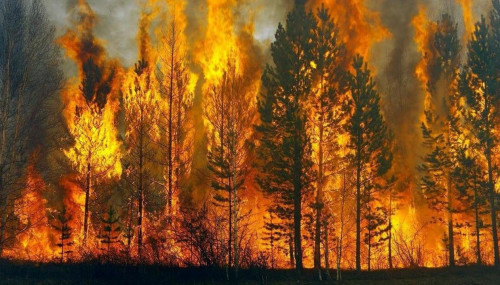 Bıyl el aýmaǵynda 25 orman órti tirkelgen