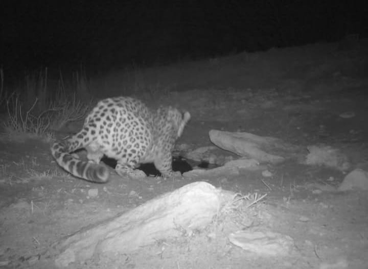 Ortalyq Azııa barysy qaıtadan fototuzaqqa tústi