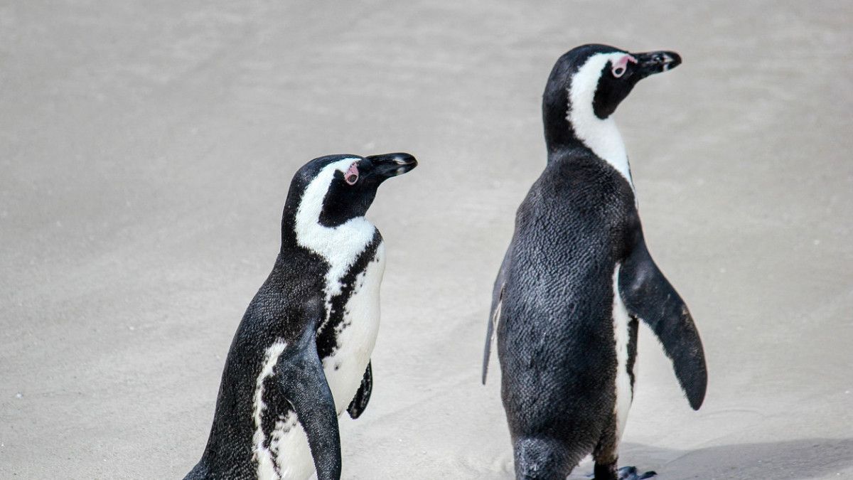 Tramp pıngvınder men ıtbalyqtar mekendeıtin araldarǵa da salyq saldy