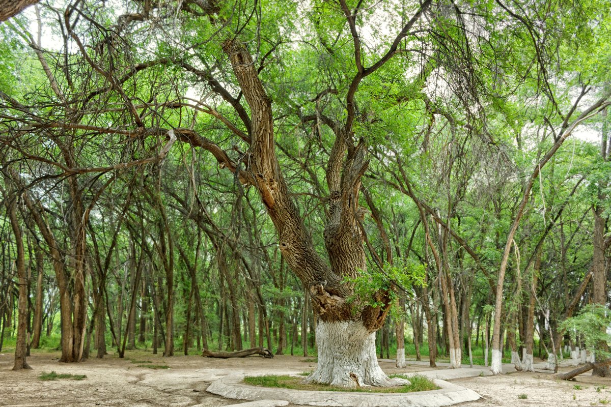 «Orman ınterneti»