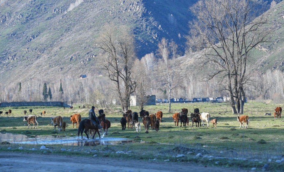 Mal urlyǵy tyıylmaı tur