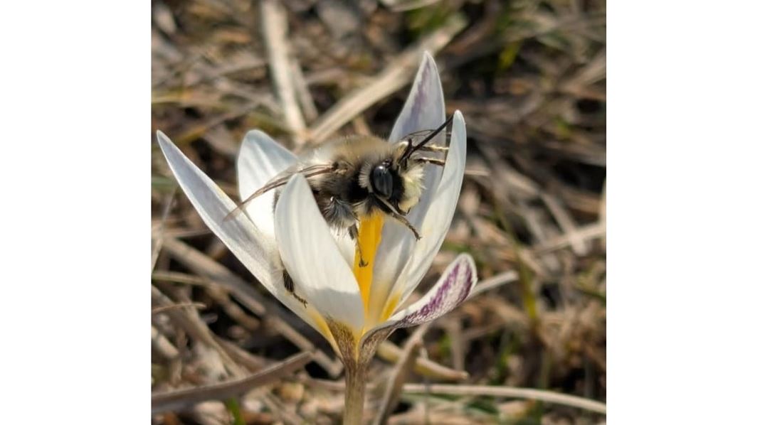 Ara, túkara, árene jándikteriniń neshe túri bar