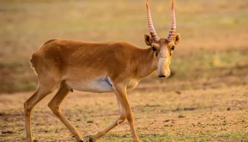 Kıiktiń sanyn atpaı-aq retteýge bolady - depýtat