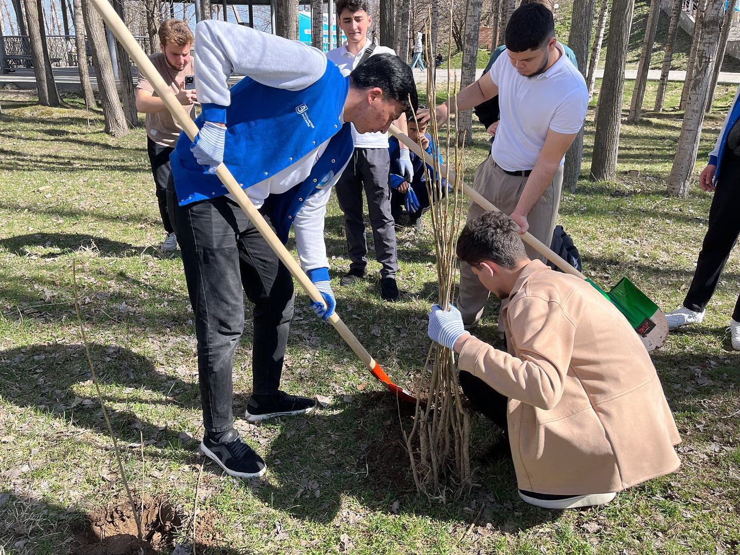 Shymkentte sakýra gúldedi